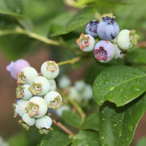 Highbush Blueberry Vaccinium corymbosum