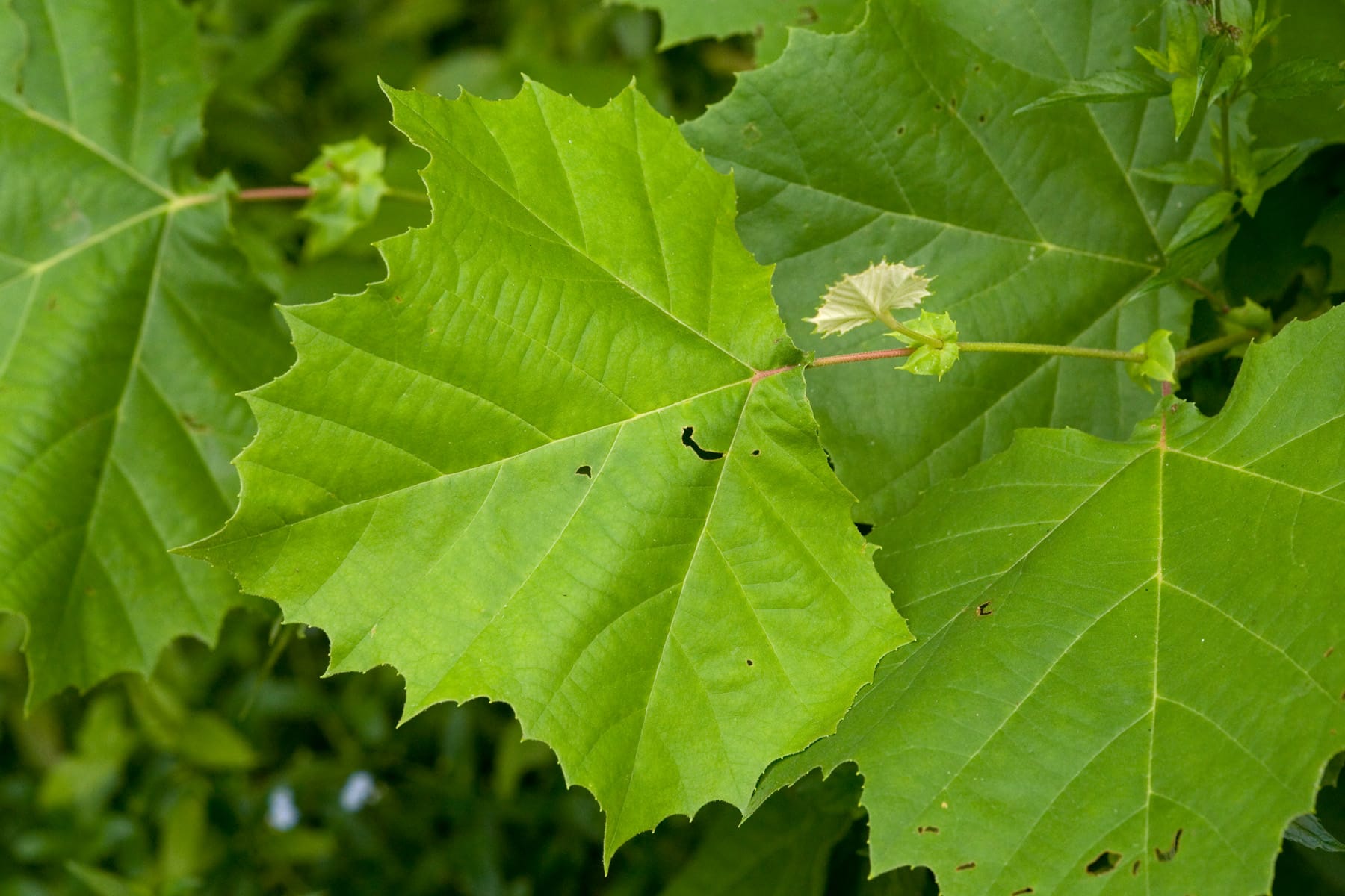 Live Stakes – American Sycamore