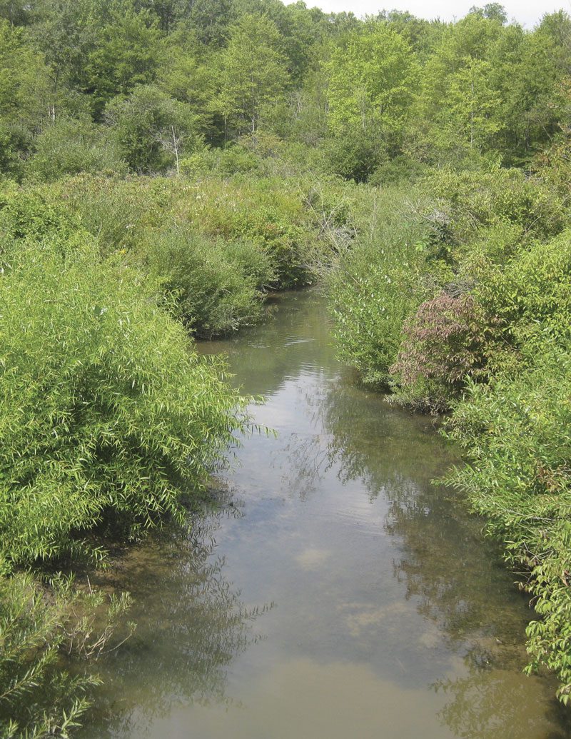 Live Stakes – Willow Mix