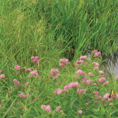 Floodplain Mix – Restoration Seed Mix