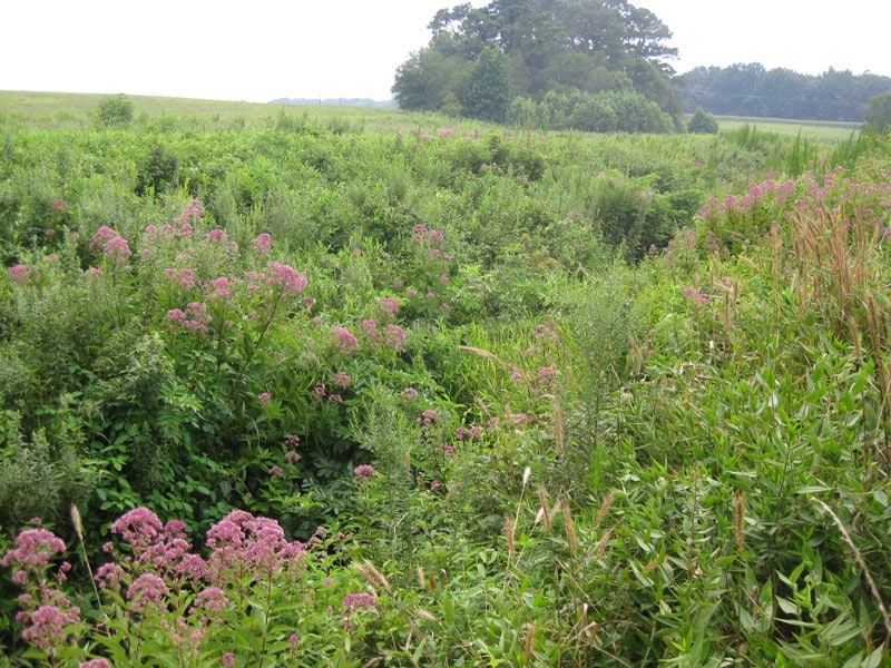 Riparian Buffer Mix – Restoration Seed Mix