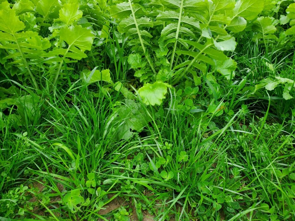 Cover Crop Mix