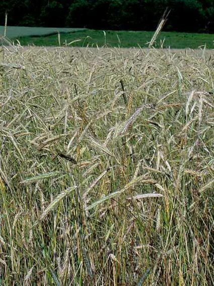 Common Rye Cover Crop