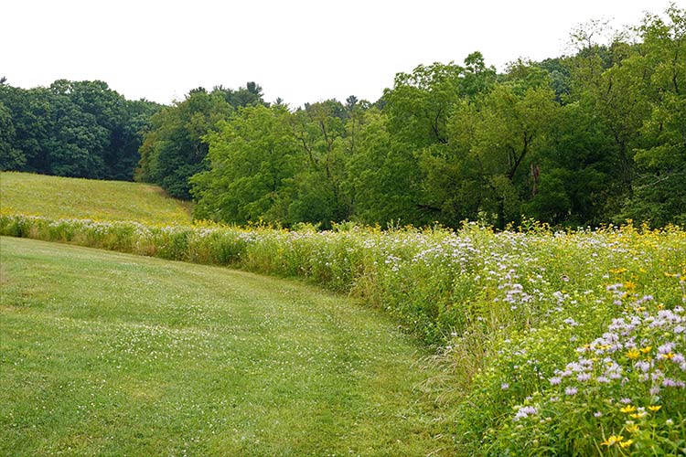 Showy Northeast Native Wildflower Mix – Restoration Seed Mix
