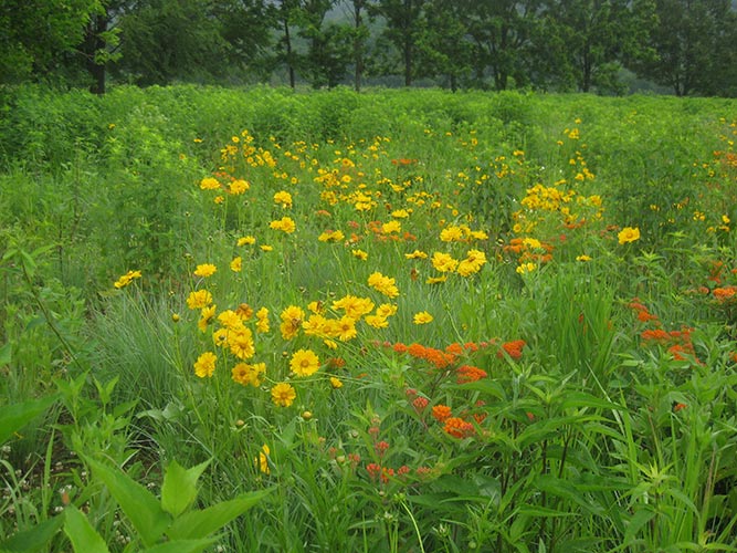 Deer Resistant Meadow Mix – Restoration Seed Mix