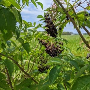 Black Elderberry Sambucus canadensis