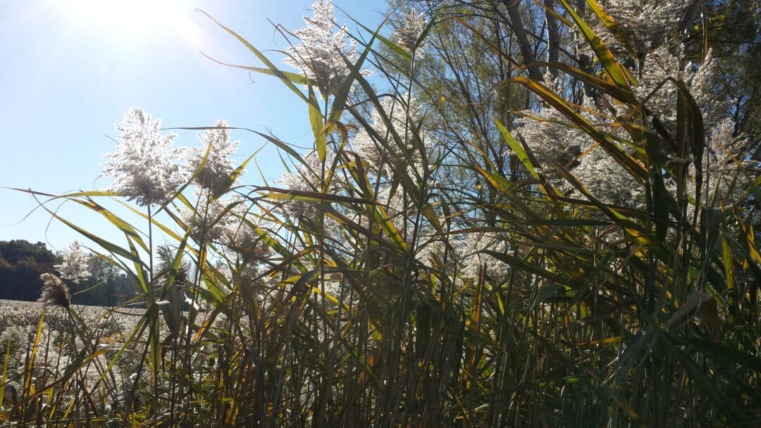 Wicked Weeds: Fall Fury