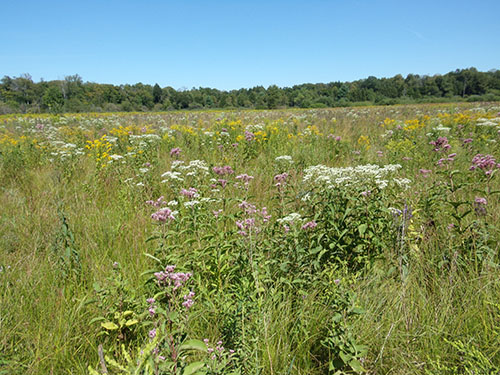 FACW Wetland Meadow Mix