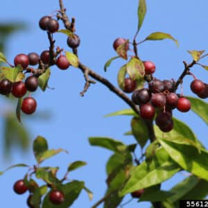American Plum Prunus americana