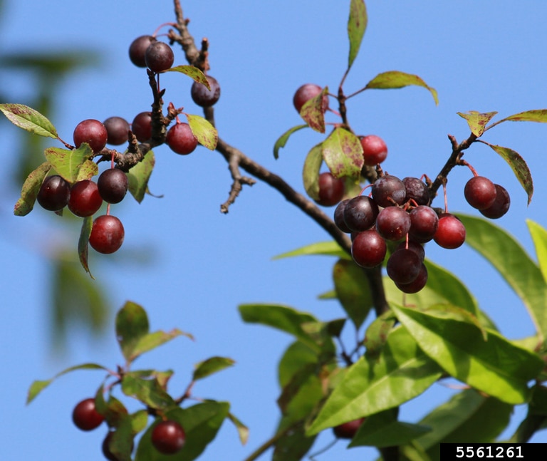 American Plum Prunus americana