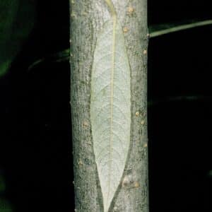 Silky Willow Salix sericea