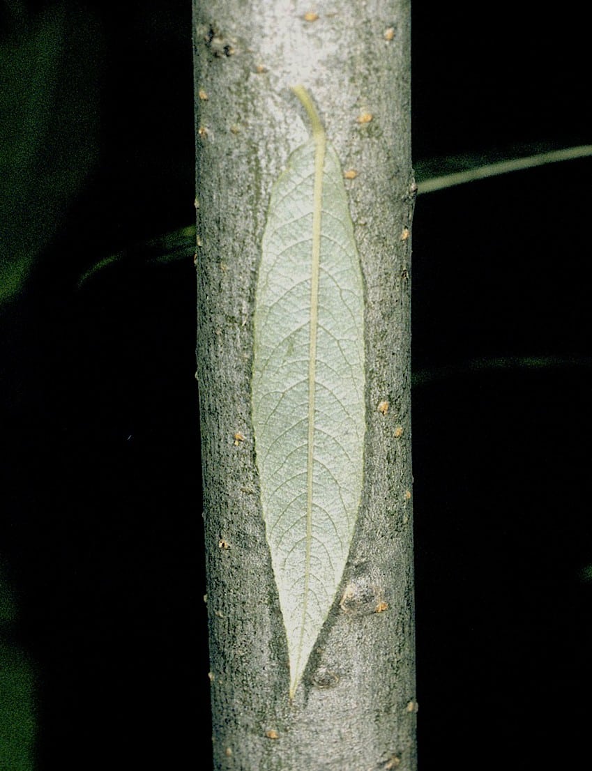 Silky Willow Salix sericea