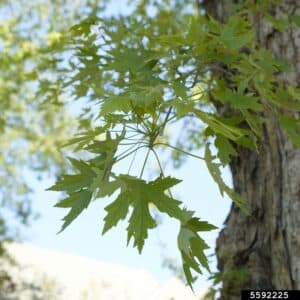 Silver Maple Acer saccharinum
