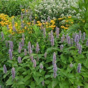 Native Wildflower Seed (Plant Native Sale Pick Up)