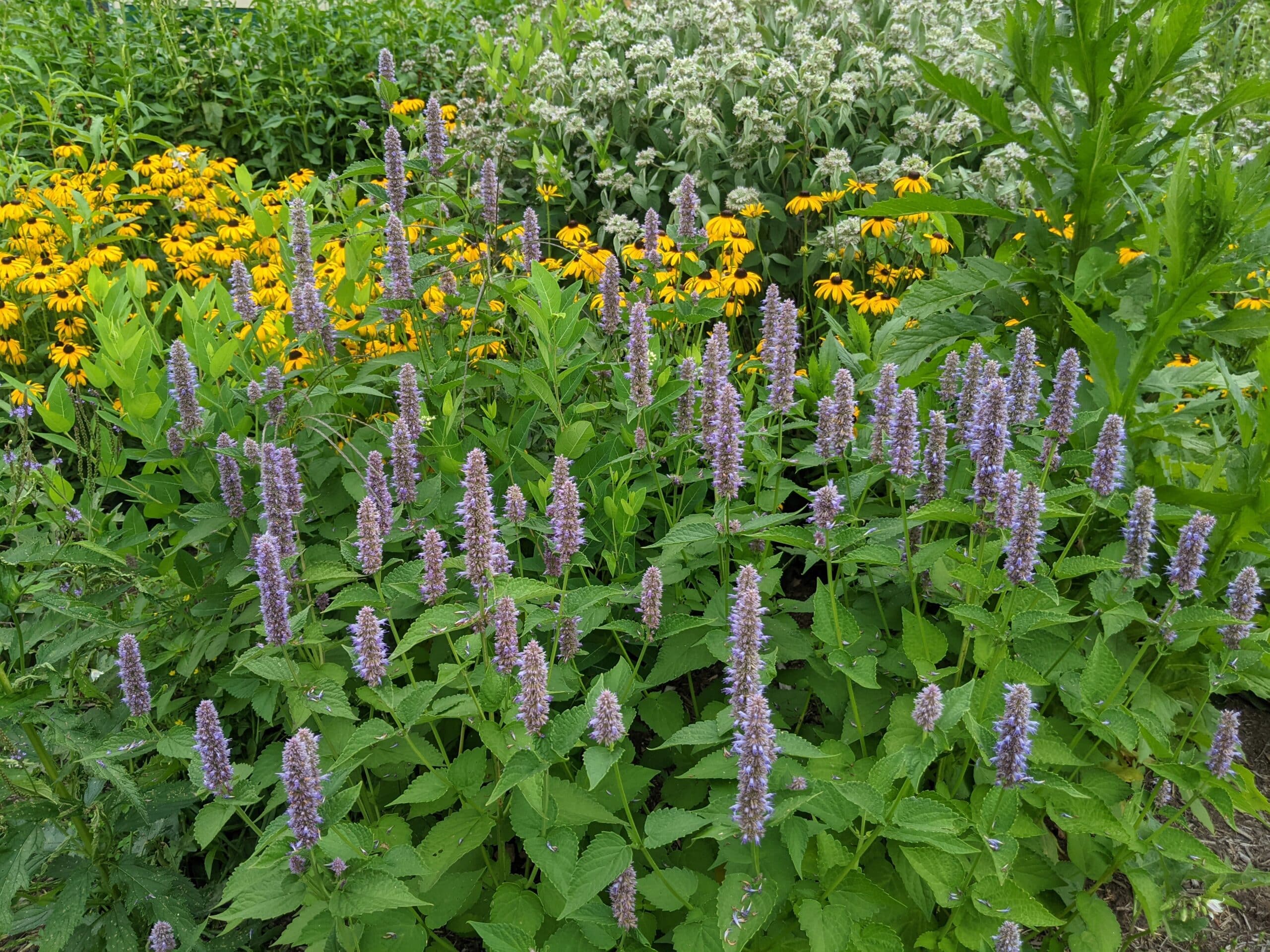 Native Wildflower Seed (Plant Native Sale Pick Up)