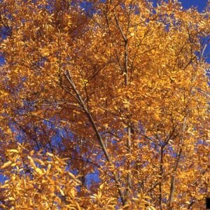 Bitternut Hickory Carya cordiformis