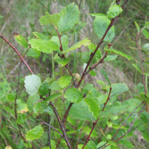Bog Birch Betula pumila