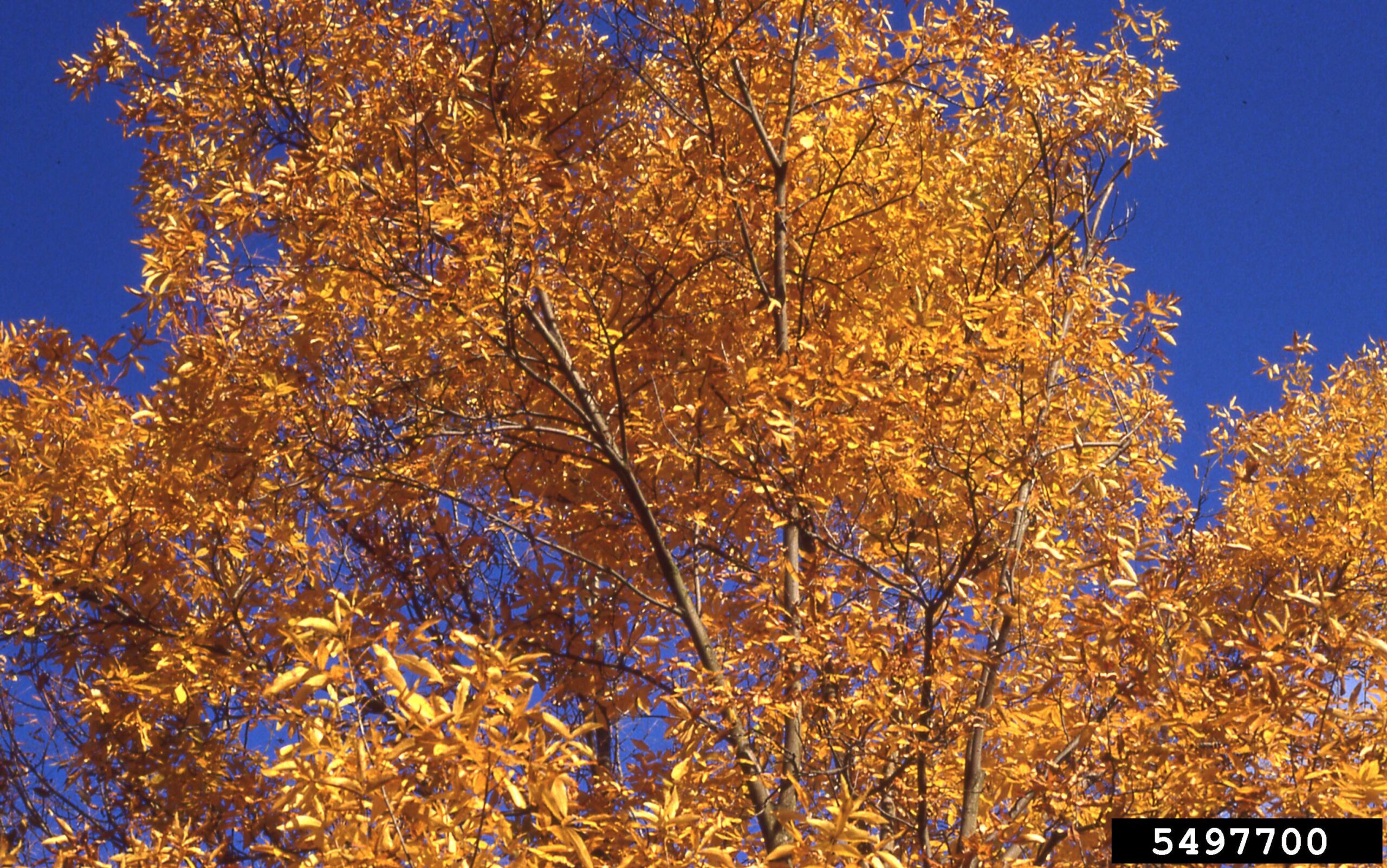 Bitternut Hickory Carya cordiformis