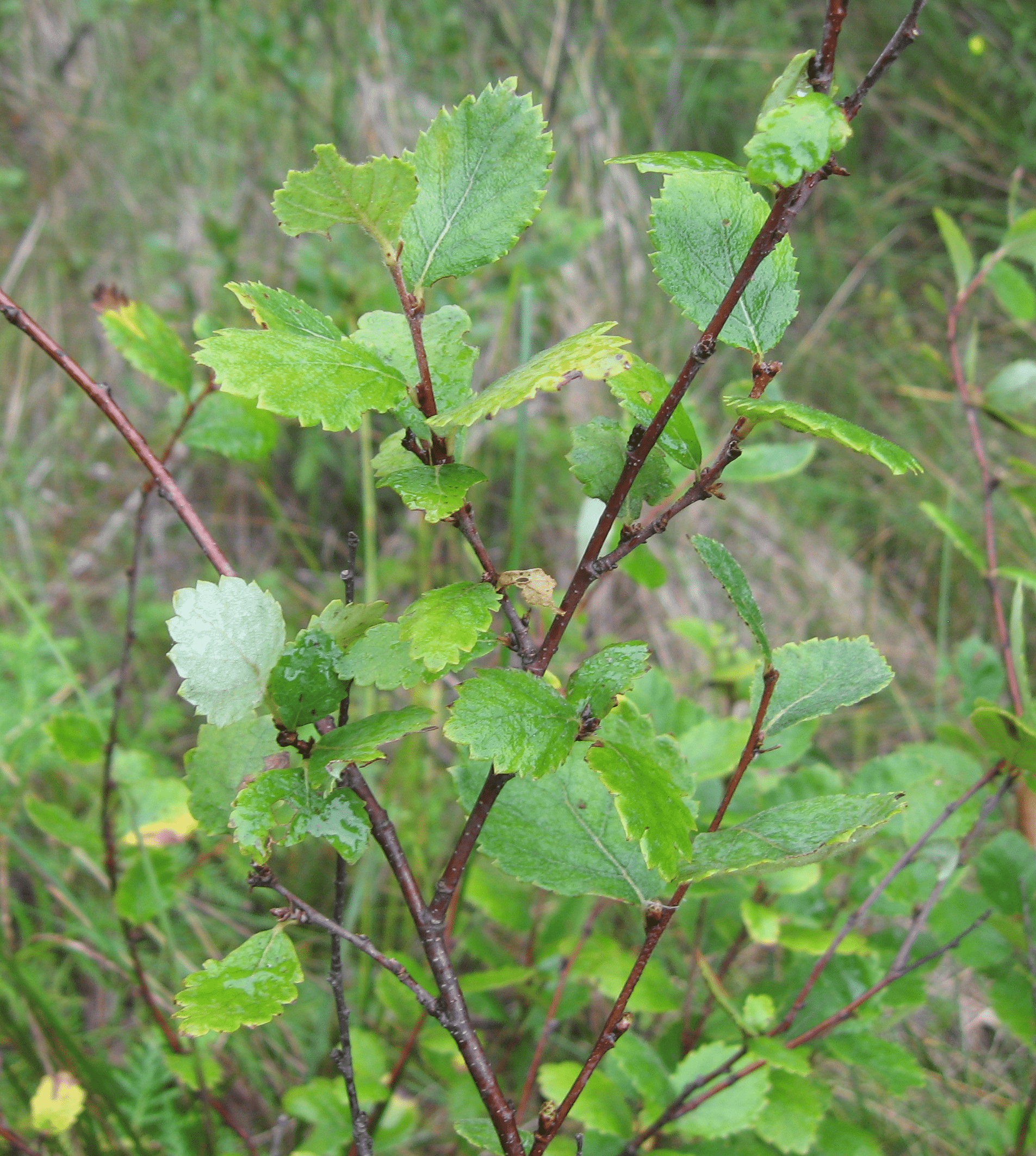 Bog Birch Betula pumila