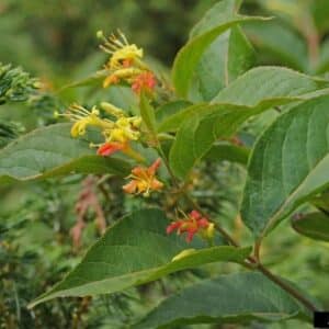 Dwarf Bush Honeysuckle