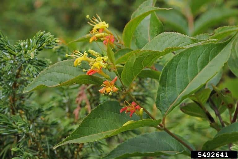 Dwarf Bush Honeysuckle
