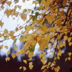Gray Birch Betula populifolia
