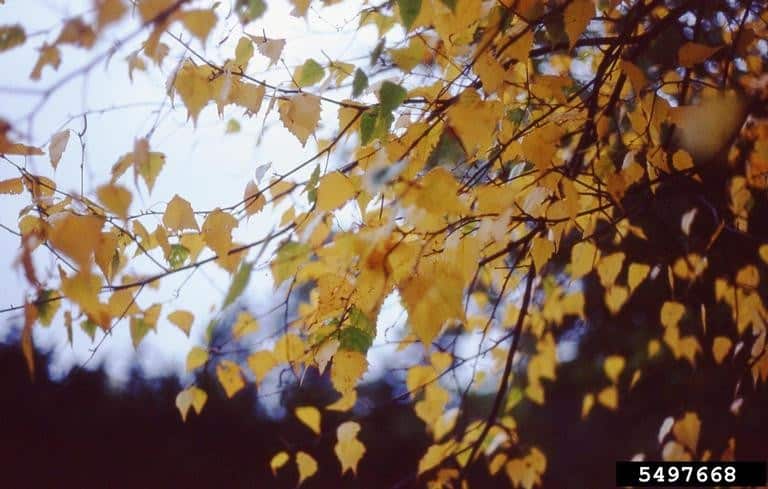 Gray Birch Betula populifolia