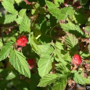 Greyleaf Red Raspberry Rubus idaeus spp. strigosus