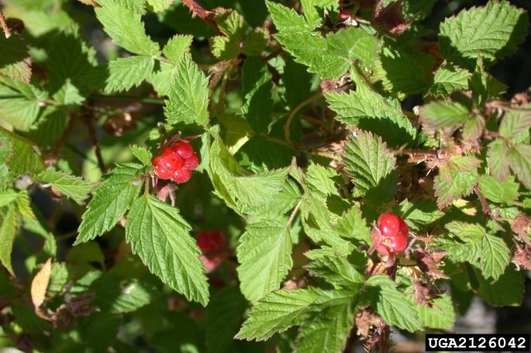 Greyleaf Red Raspberry Rubus idaeus spp. strigosus
