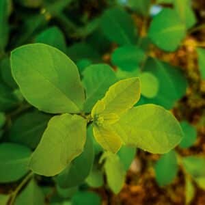 Leatherwood Dirca palustris