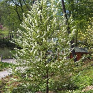 Pin Cherry Prunus pensylvanica