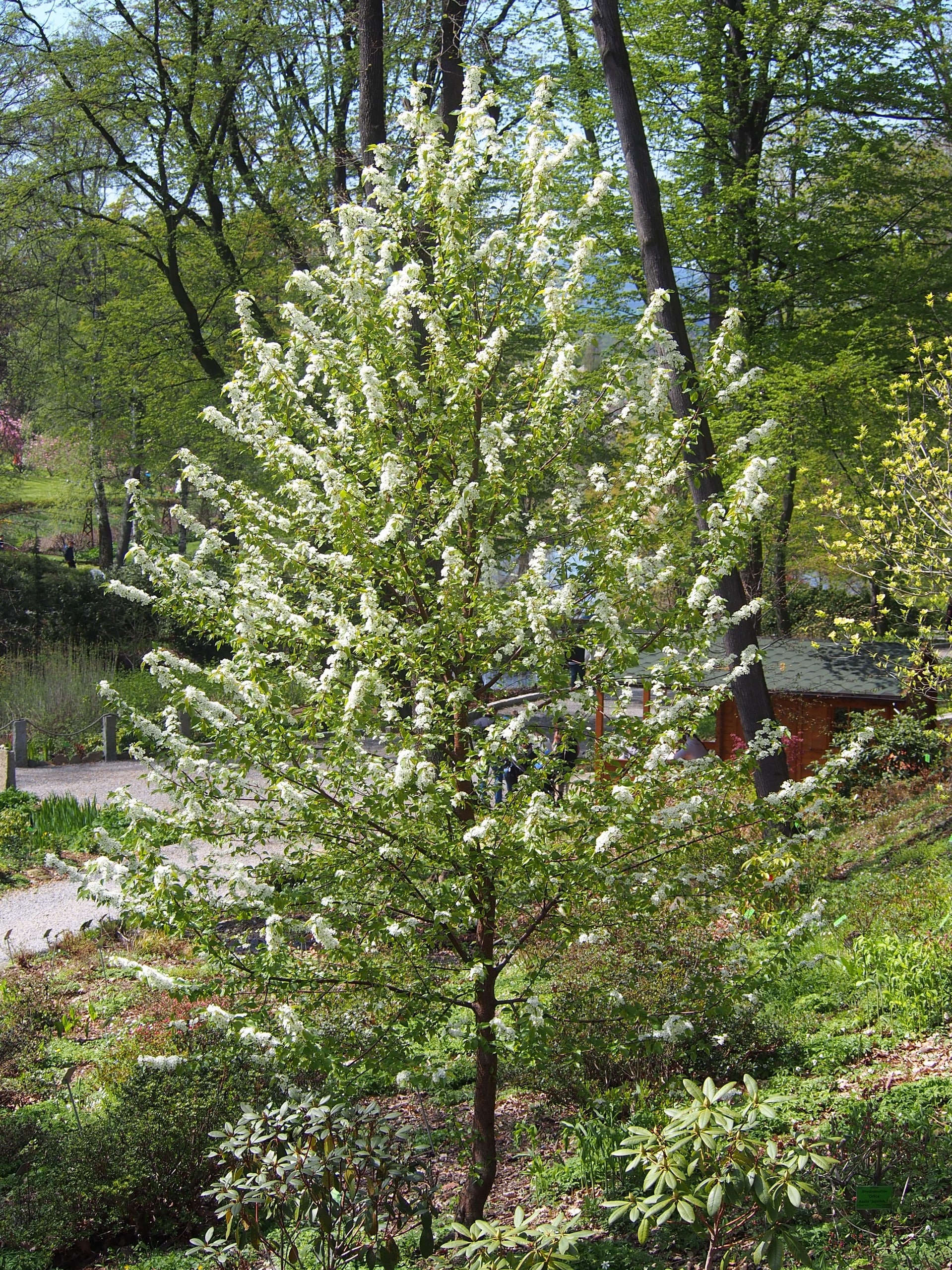 Pin Cherry Prunus pensylvanica