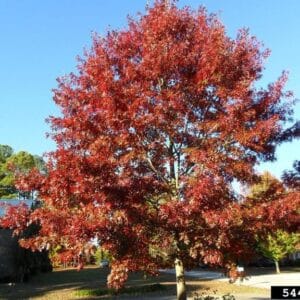Pin Oak Quercus palustris