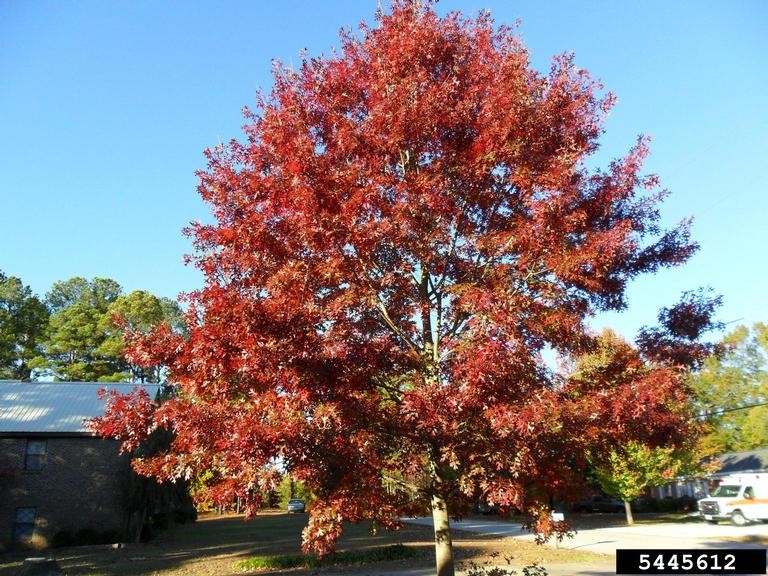 Pin Oak Quercus palustris