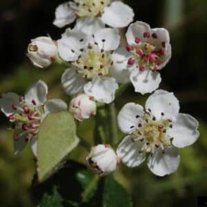 Purple Chokeberry Aronia x prunifolia