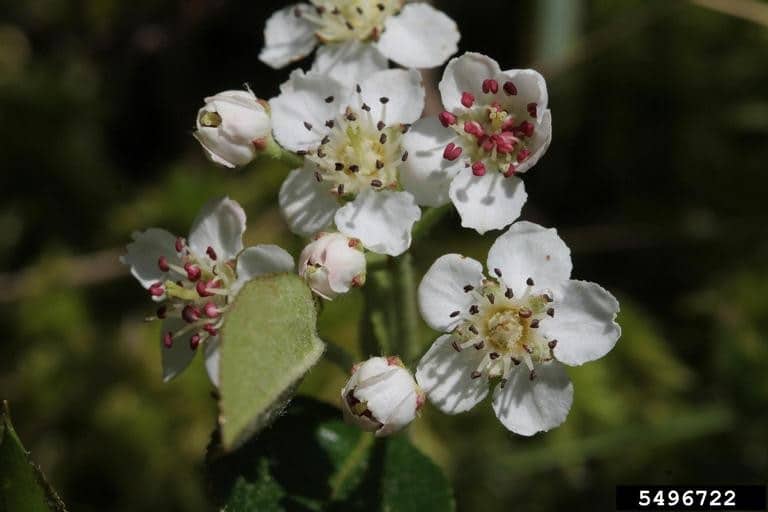 Purple Chokeberry Aronia x prunifolia