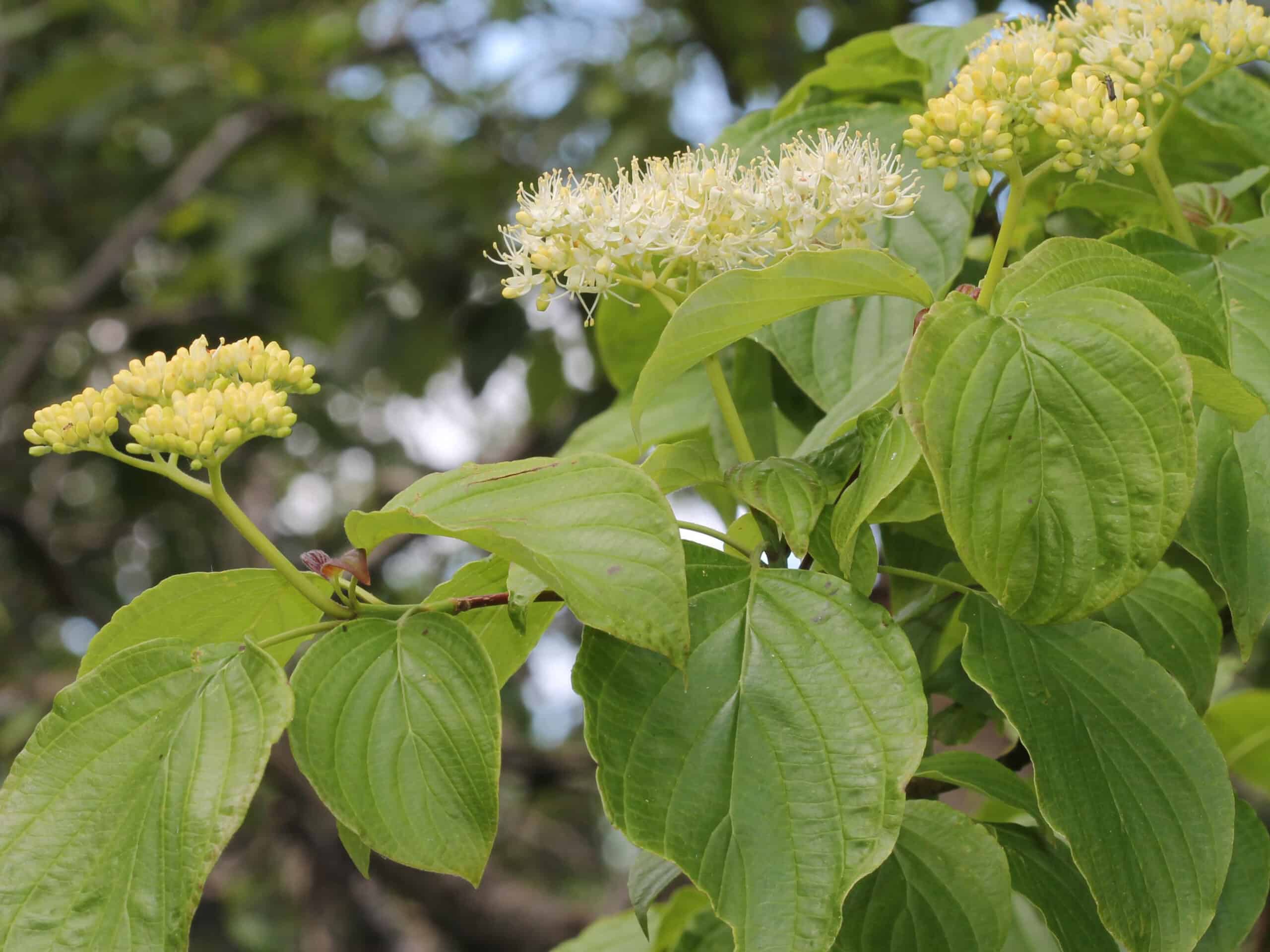 Alternate Leaf Dogwood